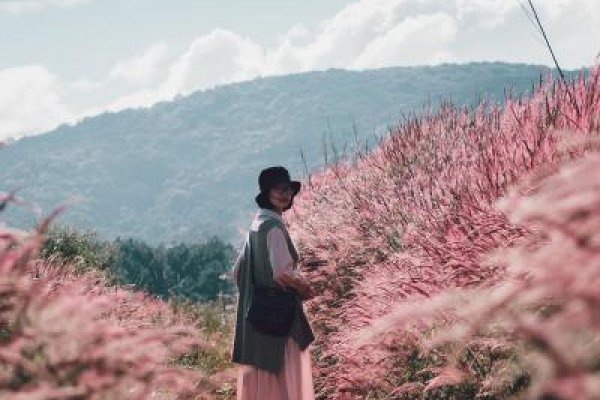 Bộ sưu tập video