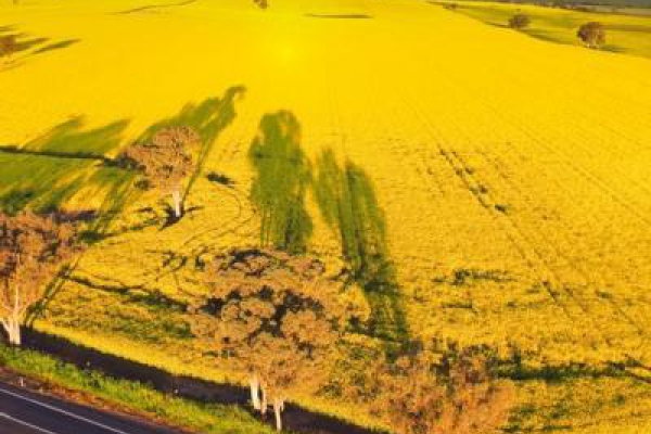 Bộ sưu tập video