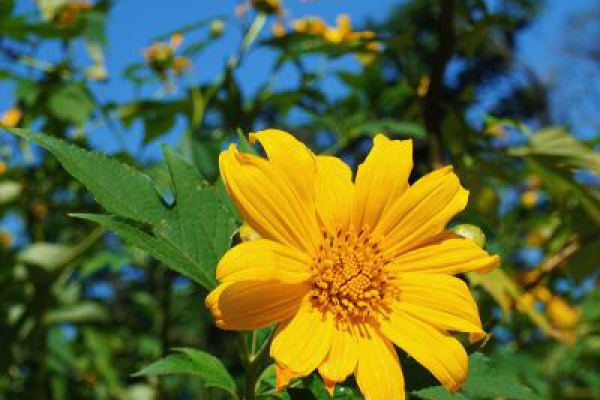 Bộ sưu tập video